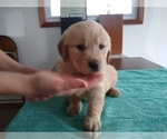 Small Photo #8 Golden Retriever Puppy For Sale in SUMNER, IL, USA
