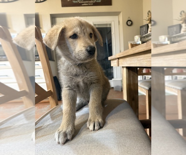 Medium Photo #8 German Shepherd Dog-Wolf Hybrid Mix Puppy For Sale in HAMILTON, TX, USA