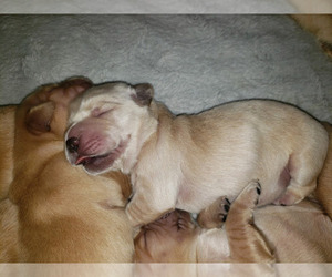 Golden Retriever Puppies For Sale In Usa Page 1 10 Per Page Puppyfinder Com