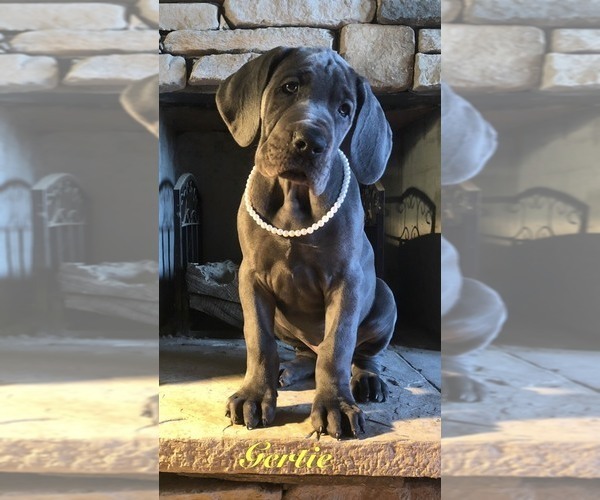 Medium Photo #7 Great Dane Puppy For Sale in GEORGETOWN, KY, USA