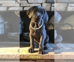 Small Photo #7 Great Dane Puppy For Sale in GEORGETOWN, KY, USA