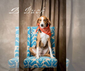 Mutt Dogs for adoption in North Myrtle Beach, SC, USA