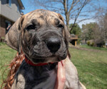 Small Photo #1 Great Dane Puppy For Sale in COMMERCE, MI, USA