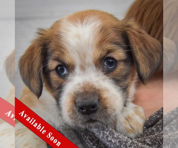 Medium Photo #1 Boxador Puppy For Sale in Huntley, IL, USA