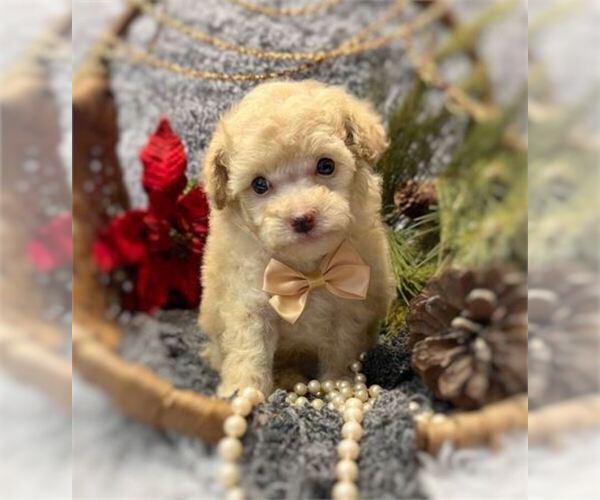Medium Photo #2 Poodle (Toy) Puppy For Sale in DEAL, NJ, USA