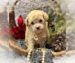 Small #1 Poodle (Toy)