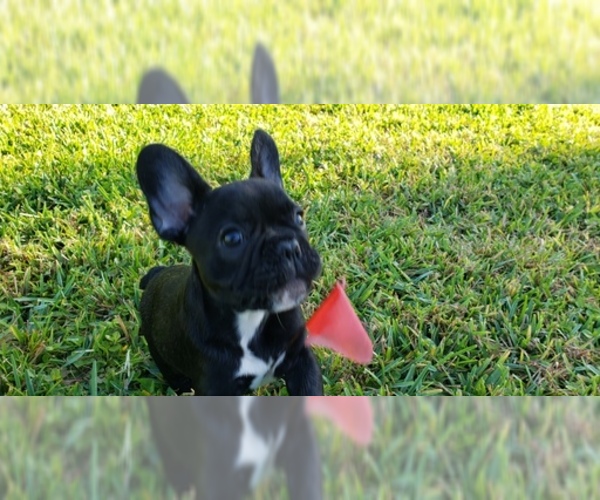 Medium Photo #3 French Bulldog Puppy For Sale in CAPE CORAL, FL, USA