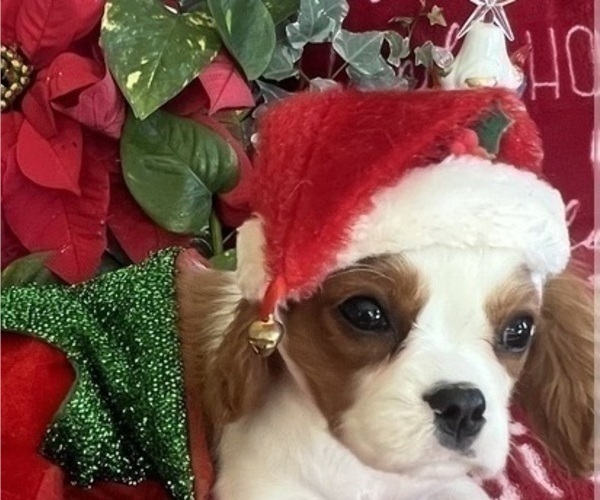 Medium Photo #7 Cavalier King Charles Spaniel Puppy For Sale in ABILENE, TX, USA