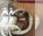 Small Photo #13 Golden Retriever Puppy For Sale in YUCAIPA, CA, USA