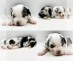 Miniature Australian Shepherd Puppy for sale in BROOKER, FL, USA