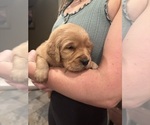 Small #5 Golden Retriever