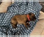 Small Photo #236 Belgian Malinois Puppy For Sale in REESEVILLE, WI, USA