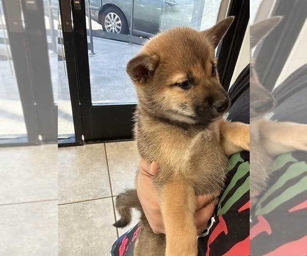 Medium Photo #3 Shiba Inu Puppy For Sale in LOS ANGELES, CA, USA