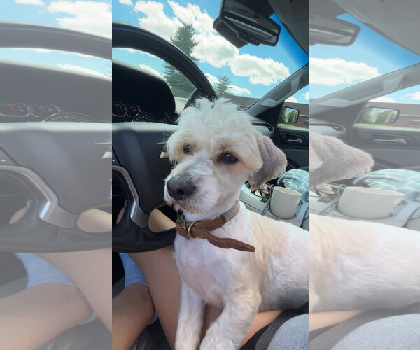 Medium Photo #5 Dachshund-Unknown Mix Puppy For Sale in Germantown, OH, USA