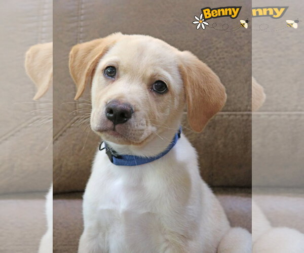Medium Photo #1 Labrador Retriever-Unknown Mix Puppy For Sale in Wakefield, RI, USA