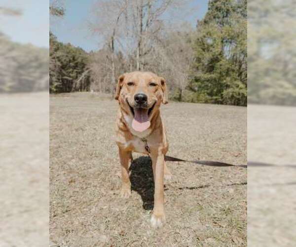 Medium Photo #4 Shepradors Puppy For Sale in Attalka, AL, USA