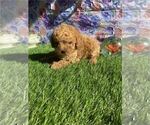 Small #4 Poodle (Toy)