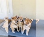 Small Photo #65 Shiba Inu Puppy For Sale in FREMONT, CA, USA