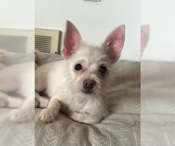 Medium Photo #1 Chihuahua-Unknown Mix Puppy For Sale in Plainfield, IL, USA