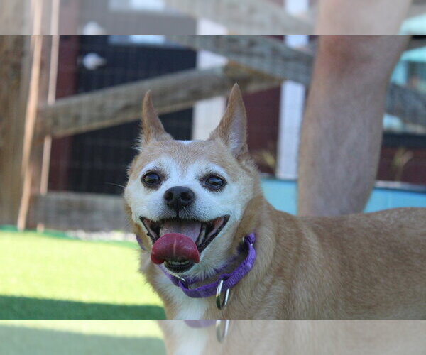 Medium Photo #3 Chihuahua-Unknown Mix Puppy For Sale in Chestertown, MD, USA