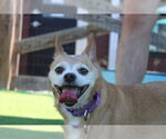 Small #2 Chihuahua Mix