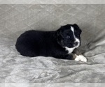 Small Photo #40 Australian Shepherd Puppy For Sale in SALISBURY, NC, USA