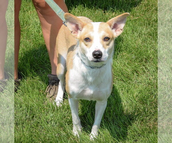 Medium Photo #3 Border Collie-Unknown Mix Puppy For Sale in Huntley, IL, USA