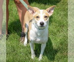 Small #2 Border Collie Mix