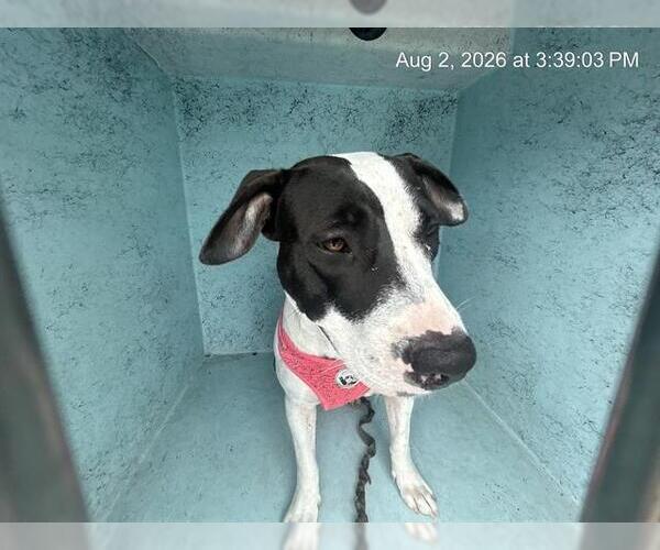 Medium Photo #1 American Pit Bull Terrier-Unknown Mix Puppy For Sale in Ocala, FL, USA
