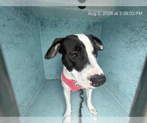 American Pit Bull Terrier-Unknown Mix Dogs for adoption in Ocala, FL, USA