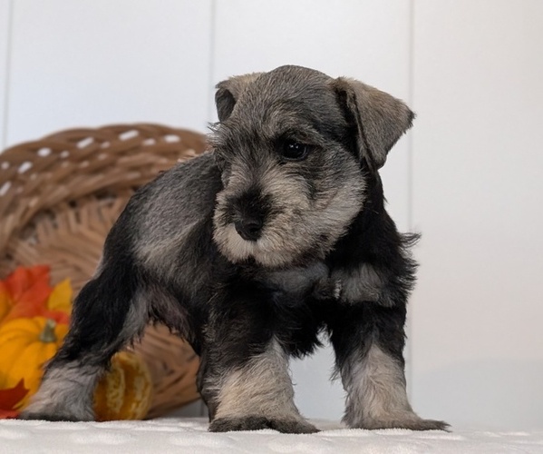 Medium Photo #3 Schnauzer (Miniature) Puppy For Sale in GOSHEN, IN, USA
