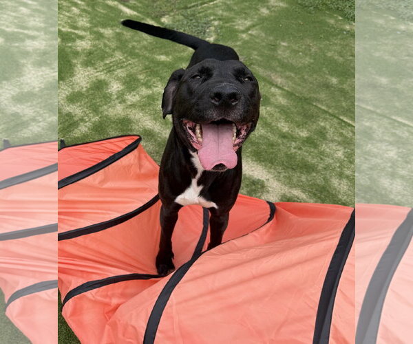 Medium Photo #5 Labrador Retriever-Unknown Mix Puppy For Sale in The Woodlands, TX, USA