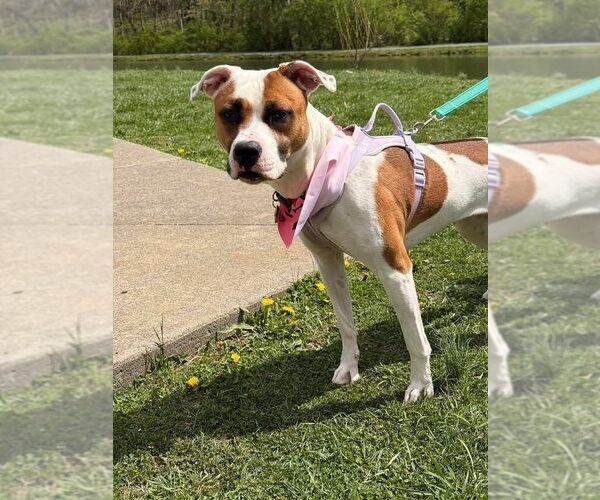 Medium Photo #1 Mutt Puppy For Sale in Martinsburg, WV, USA