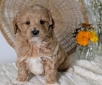 Puppy Lonzo Poovanese