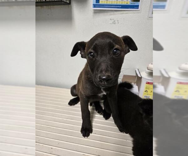 Medium Photo #1 Labrador Retriever Puppy For Sale in Bakersfield, CA, USA