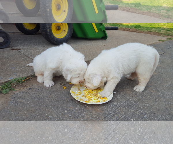 Medium Photo #2 Great Pyrenees Puppy For Sale in ROCKVILLE, MD, USA