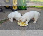Small Photo #2 Great Pyrenees Puppy For Sale in ROCKVILLE, MD, USA