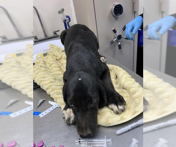 Medium Photo #1 Plott Hound-Unknown Mix Puppy For Sale in Visalia, CA, USA
