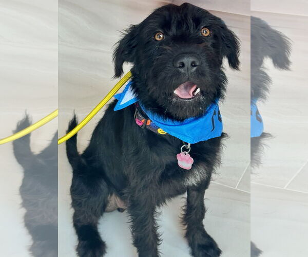 Medium Photo #4 German Wirehaired Pointer-Unknown Mix Puppy For Sale in Newport Beach, CA, USA