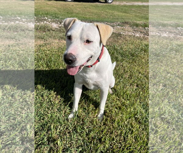 Medium Photo #26 Labrador Retriever Puppy For Sale in Rosenberg, TX, USA