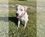 Small #25 Labrador Retriever