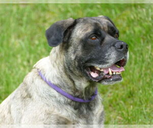 Mastiff-Unknown Mix Dogs for adoption in Pittsburgh, PA, USA