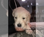 Small Photo #15 Golden Retriever Puppy For Sale in ANAHEIM, CA, USA