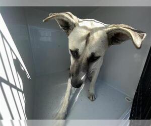 Labrador Retriever-Unknown Mix Dogs for adoption in Houston, TX, USA