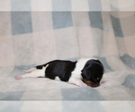 Small #1 Dachshund