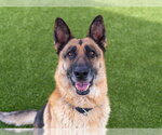RILEY - Male German Shepherd Dog Dog for Adoption - Small photo
