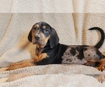 Small Photo #4 Bloodhound-Catahoula Leopard Dog Mix Puppy For Sale in CUMBY, TX, USA