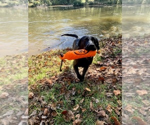 Labrador Retriever Dogs for adoption in OPELIKA, AL, USA