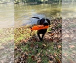 Small Photo #1 Labrador Retriever Puppy For Sale in OPELIKA, AL, USA