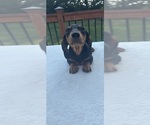 Small #3 Dachshund